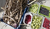 BOXES OF FRESHLY HARVESTED ORGANIC PRODUCE