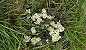 COCHLEARIA OFFICINALIS, COMMON SCURVYGRASS