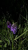 DACTYLORHIZA FUCHSII, COMMON SPOTTED ORCHID