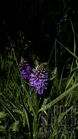 DACTYLORHIZA_FUCHSII_COMMON_SPOTTED_ORCHID