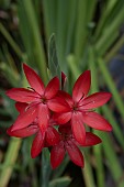 SCHIZOSTYLIS COCCINEA MAJOR, CRIMSON FLAG LILY, CAPE LILY