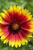 POLLEN BEETLES ON HELIANTHUS HARLEQUIN F1, SUNFLOWER