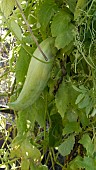 CYCLANTHERA PEDATA, ACHOCHA BOLIVIAN GIANT