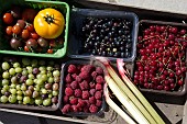 FRESHLY HARVESTED ORGANIC PRODUCE