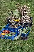 FRESHLY HARVESTED ORGANIC FRUIT AND VEGETABLES