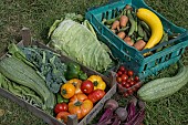 FRESHLY HARVESTED ORGANIC FRUIT AND VEGETABLES