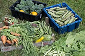 FRESHLY HARVESTED ORGANIC FRUIT AND VEGETABLES