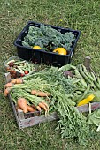 FRESHLY HARVESTED ORGANIC FRUIT AND VEGETABLES