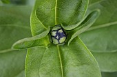 ZINNIA JAZZ BUD