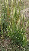 RESEDA LUTEOLA, WELD, DYERS ROCKET