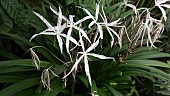 CRINUM PURPURASCENS