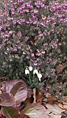 GALANTHUS, SNOWDROPS, ERICA DARLEYENSIS LUCIE AND BERGENA