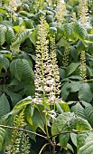 AESCULUS PARVIFLORA, BOTTLEBRUSH BUCKEYE