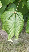 AESCULUS PARVIFLORA, BOTTLEBRUSH BUCKEYE,  LEAF