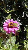 BRIMSTONE BUTTERFLY ON ZINNIA JAZZ FLOWER