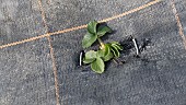 STRAWBERRY PLANT GROWING THROUGH MYPEX WEED CONTROL COVER