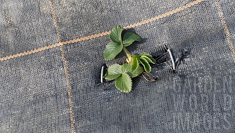 STRAWBERRY_PLANT_GROWING_THROUGH_MYPEX_WEED_CONTROL_COVER