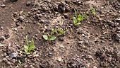 SPINACH SEEDLINGS