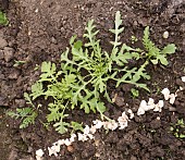 CRUSHED EGGSHELLS PROTECTING ROCKET PLANTS AGAINST SLUGS AND SNAILS