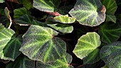 BEGONIA SOLI-MUTATA, LEAVES