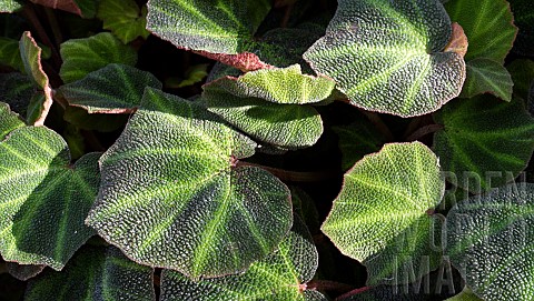 BEGONIA_SOLIMUTATA_LEAVES