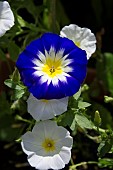 CONVOLVULUS TRICOLOUR, MORNING GLORY