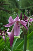 CRINUM