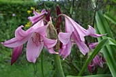 CRINUM