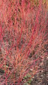 DOGWOOD, CORNUS ALBA BATON ROUGE