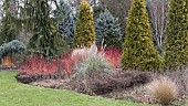 DOGWOOD, CORNUS ALBA BATON ROUGE AND CORNUS SANGUINEA MIDSUMMER FIRE GROWING IN THE WINTER GARDEN AT BRESSINGHAM GARDENS, DISS, NORFOLK, UK