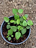 SEEDLINGS OF PASSIFLORA CAERULEA,  PASSION FLOWER