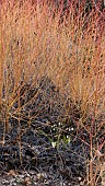 SNOWDROPS, GALANTHUS NIVALIS, FLOWERING IN WINTER BENEATH DOGWOOD, CORNUS SANGUINEA MIDSUMMER FIRE