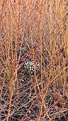 SNOWDROPS, GALANTHUS NIVALIS, FLOWERING IN WINTER BENEATH DOGWOOD, CORNUS SANGUINEA MIDSUMMER FIRE