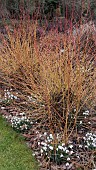 SNOWDROPS, GALANTHUS NIVALIS, FLOWERING IN WINTER BENEATH DOGWOOD, CORNUS SANGUINEA MIDSUMMER FIRE