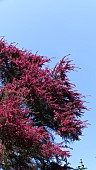 MANUKA TREE, LEPTOSPERMUM SCOPATIUM, IN BLOOM