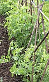 MANGETOUT SNOW PEA GREEN BEAUTY