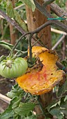 TOMATO EATEN BY RATS