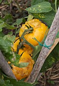 TOMATOES EATEN BY RATS