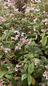 KOENIGIA CAMPANULATA, LESSER KNOTWEED, FLETCHERS SAGE