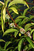 PRUNUS PERSICAPEACHES RIPENING