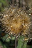 SEEDHEAD OF STEMMACANTHA CENTAUROIDES SYN. CENTAUREA PULCHRA MAJOR