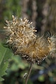 SEEDS BEING DISPERSED BY THE WIND FROM A SEEDHEAD OF STEMMACANTHA CENTAUROIDES SYN. CENTAUREA PULCHRA MAJOR