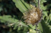 SEEDS BLOWING AWAY FROM A SEEDHEAD OF STEMMACANTHA CENTAUROIDES SYN. CENTAUREA PULCHRA MAJOR