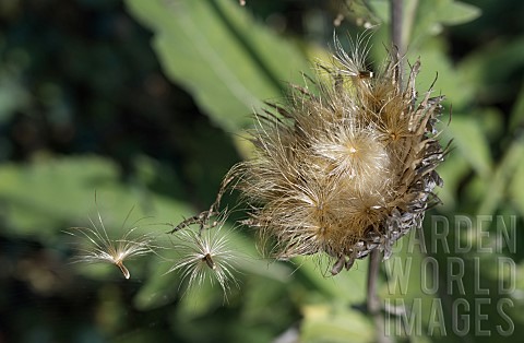 SEEDS_BLOWING_AWAY_FROM_A_SEEDHEAD_OF_STEMMACANTHA_CENTAUROIDES_SYN_CENTAUREA_PULCHRA_MAJOR