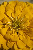 ZINNIA JAZZ