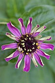 ZINNIA JAZZ