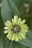 ZINNIA JAZZ