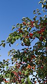 MALUS EVERESTE, ORNAMENTAL CRAB APPLE BEARING FRUIT