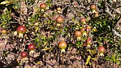PUNICA GRANATUM, POMEGRANATE, GROWING AGAINST A RED BRICK WALL