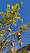 PUNICA GRANATUM, POMEGRANATE